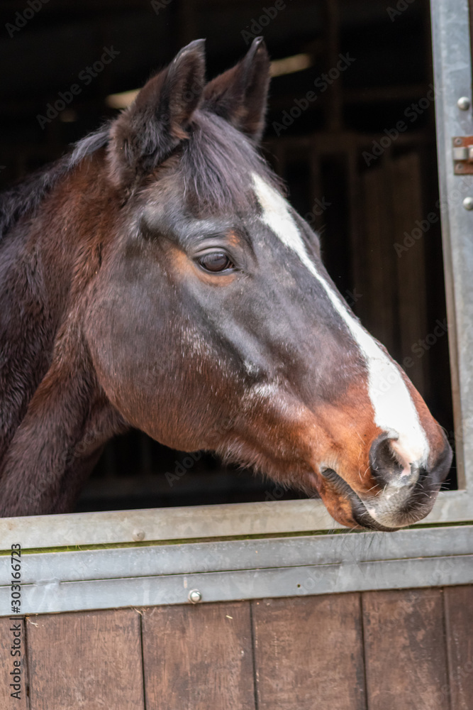 Schwarzes Pferd mit weißer Laterne und braun-schwarzen Nüstern schaut aus  seiner Pferdebox heraus und wartet auf das Springreiten, Turnier, Training  oder die Dressur Stock-Foto | Adobe Stock