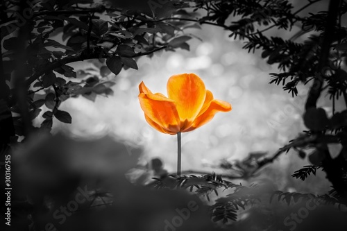 Orange tulip soul in black white for peace heal hope. The flower is symbol for power of life and mind strength beyond grief death and sorrows. Also symbolizes healing of stress or burnout