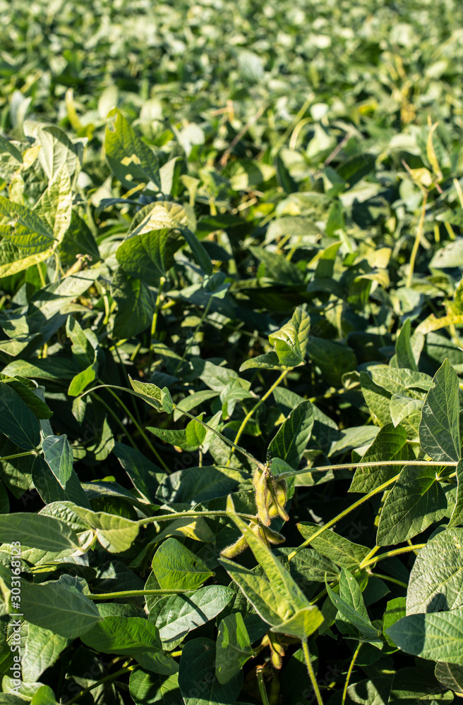 Soya plantation. Soyabean in farm. Soya plantation. Soyabean in farm.