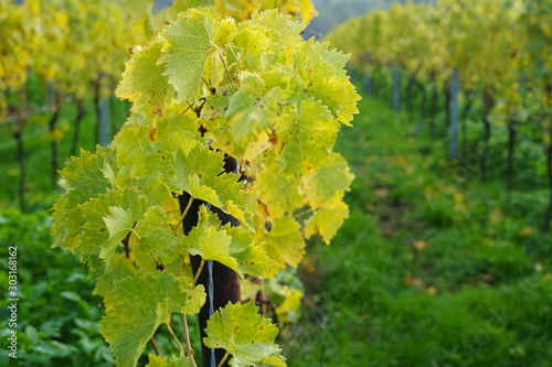 Grüne Weinblätter der Rebsorte Chardonnay