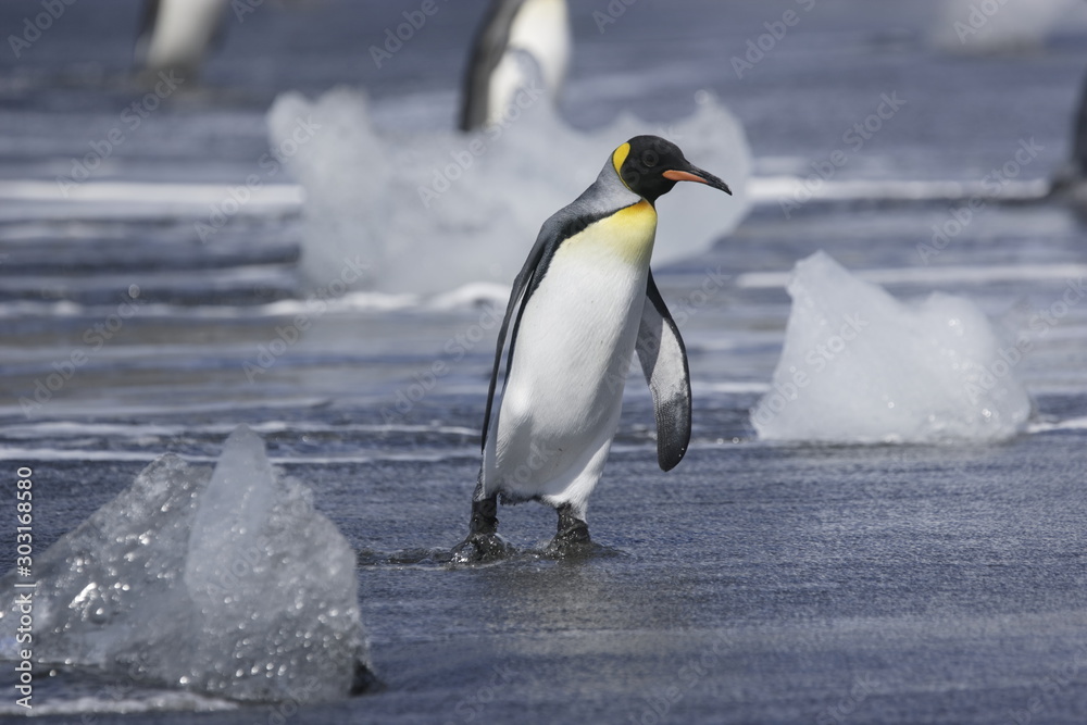 King penguin arriving on shore of South Georgia Island