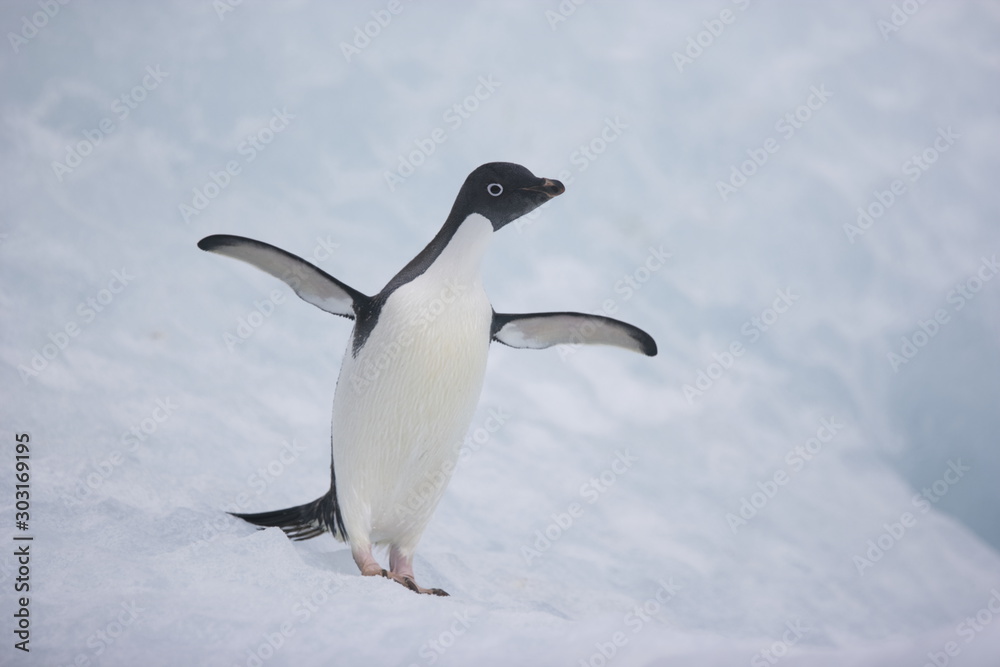 adelie penguin on an Antarctic iceberg with wings outstretched