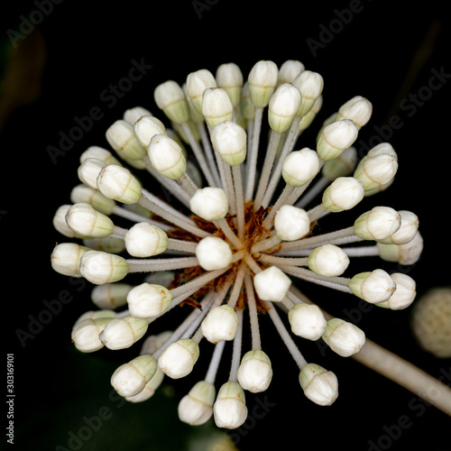 Aralia  photo