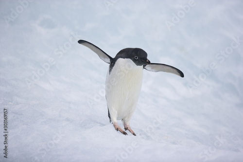 Adelie penguin spreading his wings in Antarctica