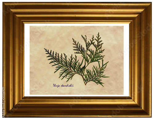Thuja standishii in herbarium photo