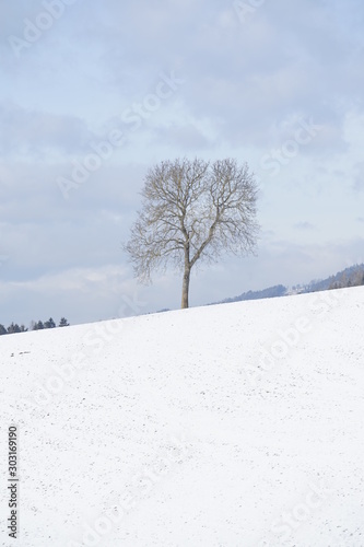 Ein Baum im Schnee im Lavanttal