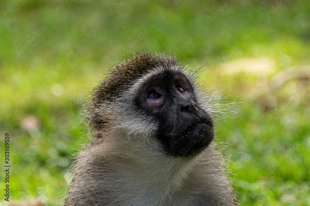 Vervet monkey (Chlorocebus pygerythrus) Vervet monkey (Chlorocebus pygerythrus)