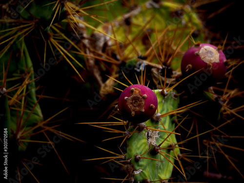 Photos opuntia ficus indica