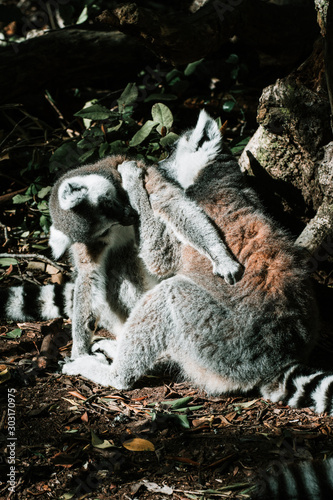 Two lemur washing each other