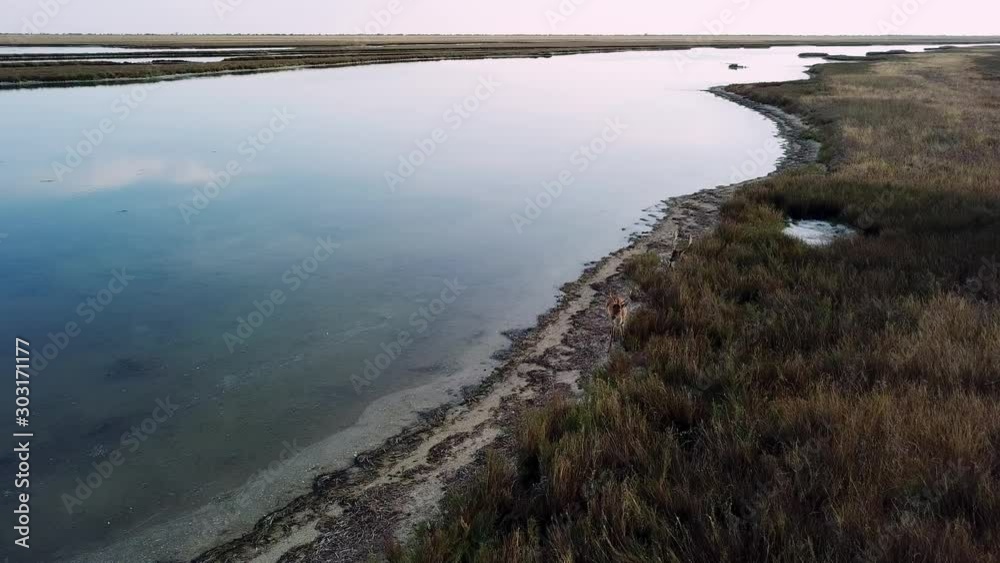 aerial view of deers on the lakeshore, sika deers in the autumn steppe, Herd of deer in autumn steppe aerial, aerial view of deers in the wild aerial view of deers on the lakeshore, sika deers in the autumn steppe, Herd of deer in autumn steppe aerial, aerial view of deers in the wild