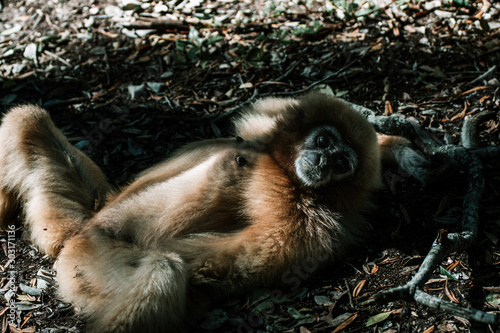 Relaxing gibbon