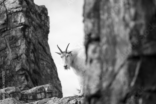 Mountain goat on high rock ledge photo