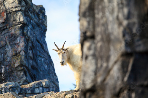 Fotografie Mountain goat on high rock ledge