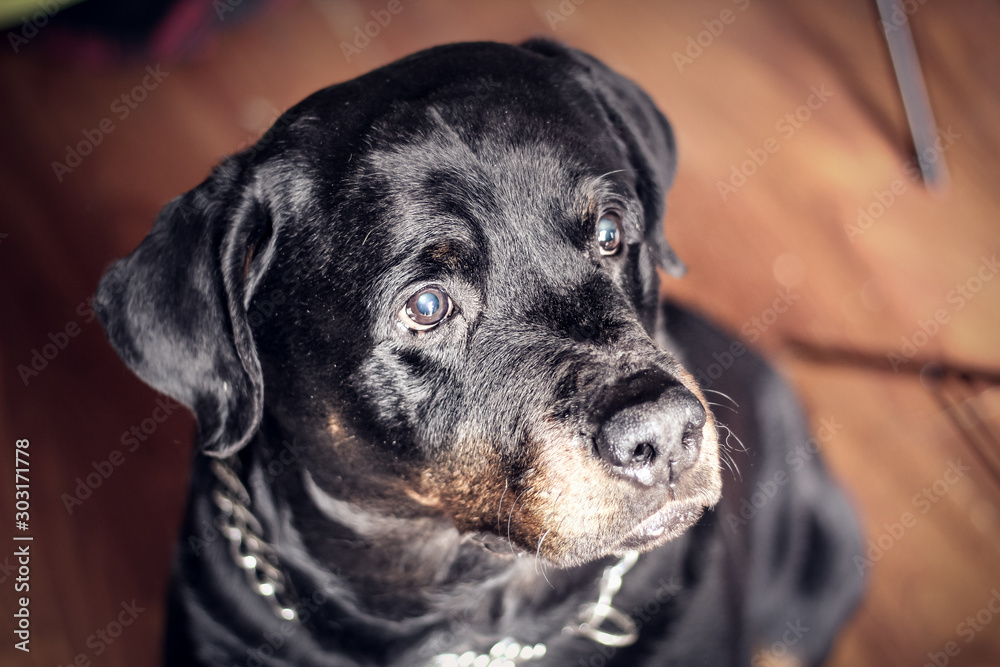 Close-up of a pure bred black German Rottweiler