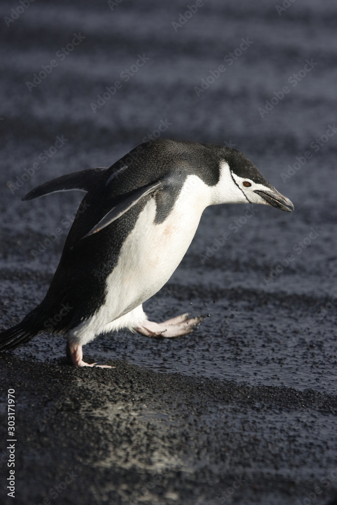 Naklejka premium Chinstrap penguin walking on a black beach on South Georgia Island
