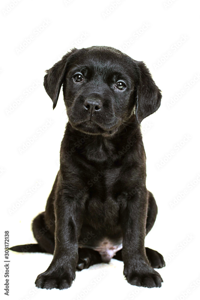 Labrador puppy sits isolated on a white background Labrador puppy sits isolated on a white background