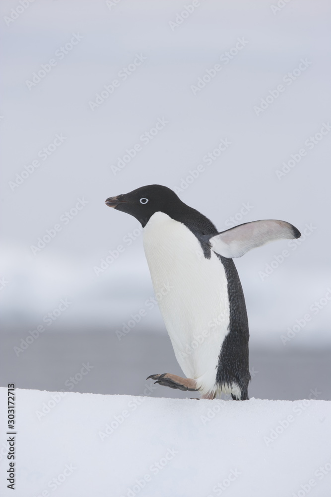 Obraz premium Adelie penguins waking on iceberg