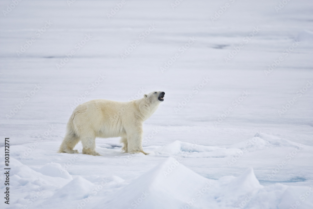 Polar Bear roaming the Arctic Polar Bear roaming the Arctic