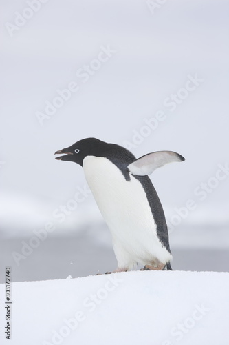Adelie penguin walking on ice
