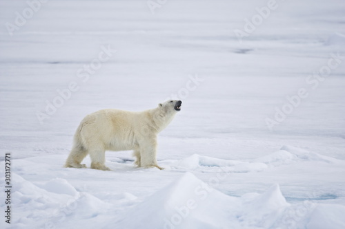 Polar Bear roaming the Arctic