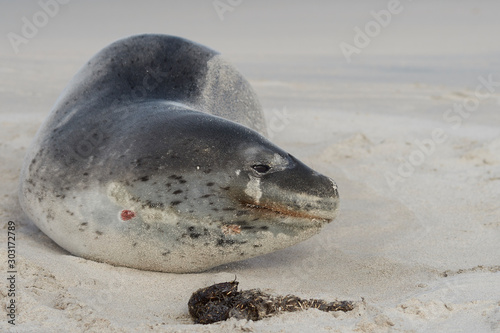 Leopard Seal (Hydrurga leptonyx) resting on a sandy beach Bleaker Island in the Falkland Islands. photo