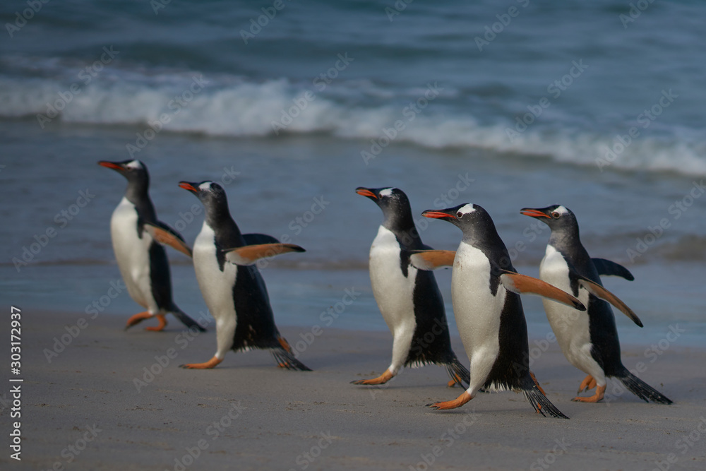 Fototapeta premium Gentoo Penguins (Pygoscelis papua) coming back to land after a day spent feeding at sea. Bleaker Island in the Falkland Islands.