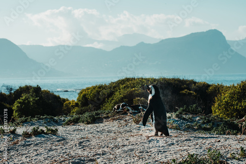 Penguin looking into the distance