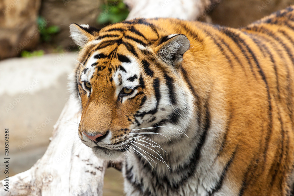 A Bengal tiger at a pond,