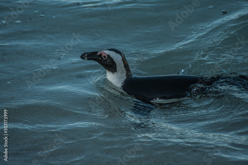 swimming penguin