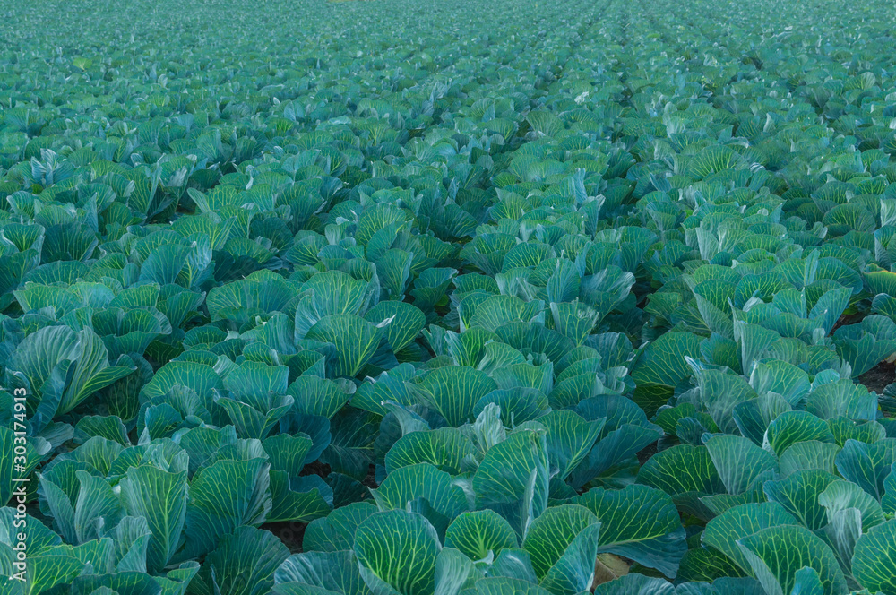 Fototapeta premium large green field of fresh white cabbage