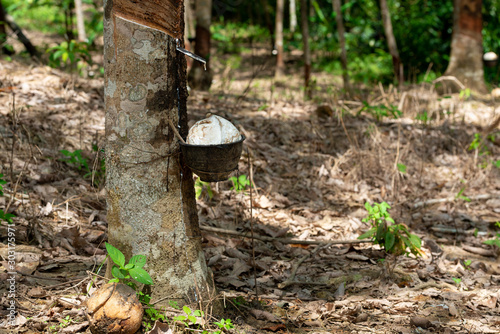 Rubber latex of rubber tree photo