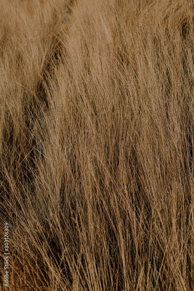 Fototapeta premium dry field grass golden autumn natural texture