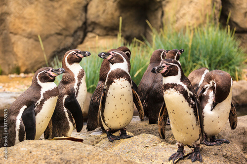 Colony of Humboldt Penguin - Spheniscus humboldti