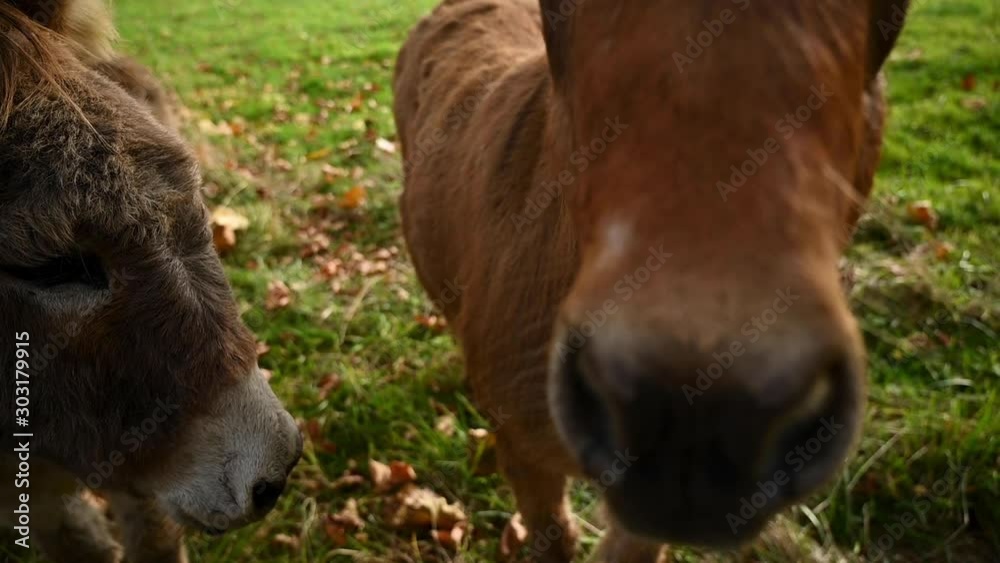 Close Up Portrait of Two Donkeys Face Snout Nostrils Sniffing in a Field Close Up Portrait of Two Donkeys Face Snout Nostrils Sniffing in a Field