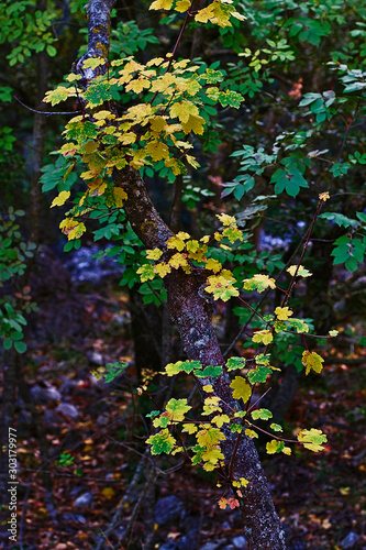 Fototapeta Naklejka Na Ścianę i Meble -  Forest in autumn in a natural park
