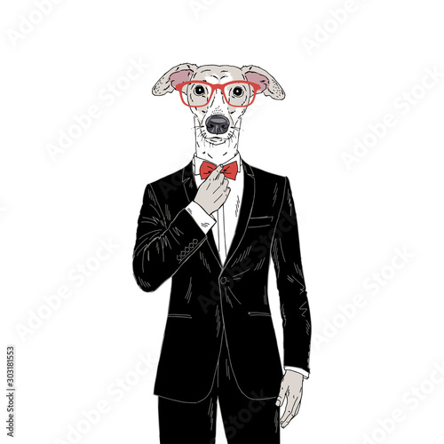 Humanized Italian Greyhound breed dog dressed up in classy outfits. Design for dogs lovers. Fashion anthropomorphic doggy illustration. Animal wear tuxedo, tie bow, glasses. Hand drawn vector.