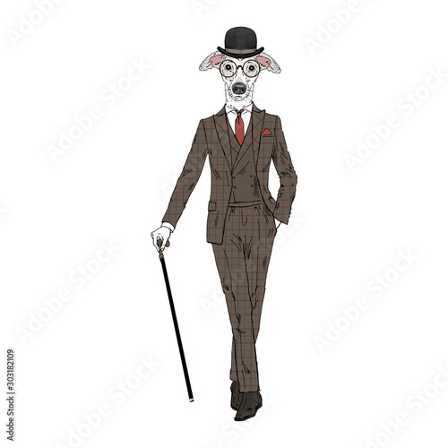 Humanized Italian Greyhound breed dog dressed up in vintage outfits. Design for dogs lovers. Fashion anthropomorphic doggy illustration. Animal wear suit, tie, glasses, walking stick. Hand drawn