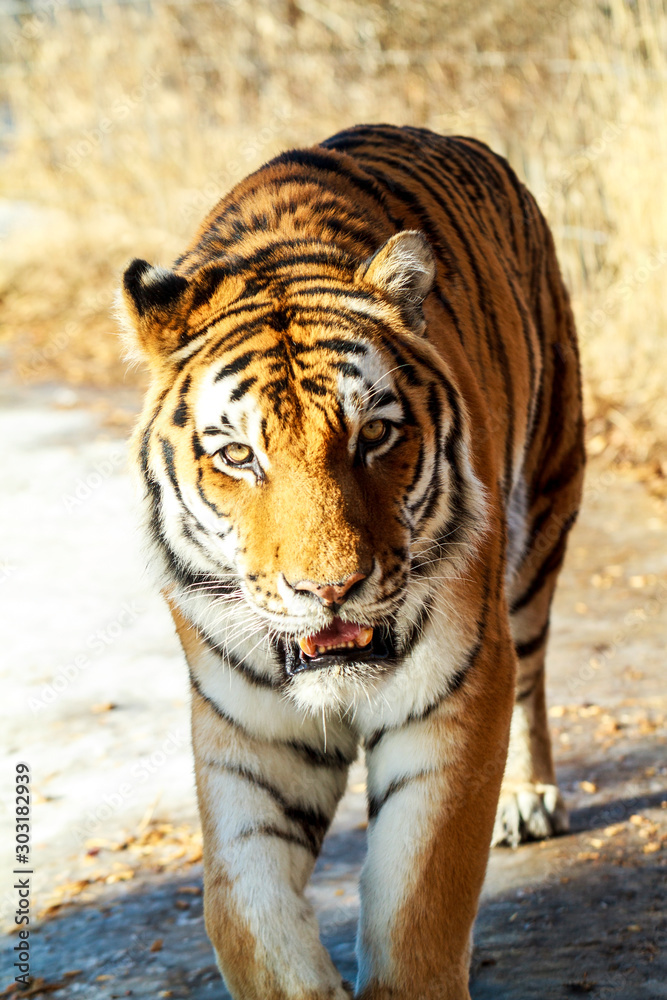 Close up of a Siberia Tiger in natural seting Close up of a Siberia Tiger in natural seting