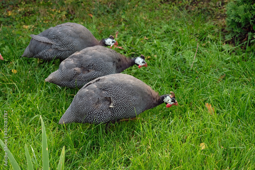 Three guinea fowl on a background of green grass close-up. In the autumn park among green grass walks a group of guinea fowls. Cultivation and protection of guinea fowl. Three guinea fowl on a background of green grass close-up. In the autumn park among green grass walks a group of guinea fowls. Cultivation and protection of guinea fowl.