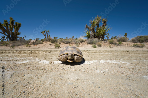 A desert tortoise in the California Mojave Desert