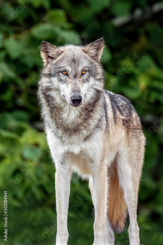 Standing Wolf