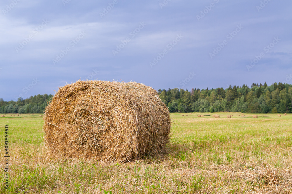 Haystacks are removed from the fields in the summer near the forest Haystacks are removed from the fields in the summer near the forest