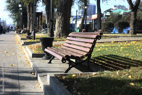 a bench in a park with yellow autumn leaves on the lawn