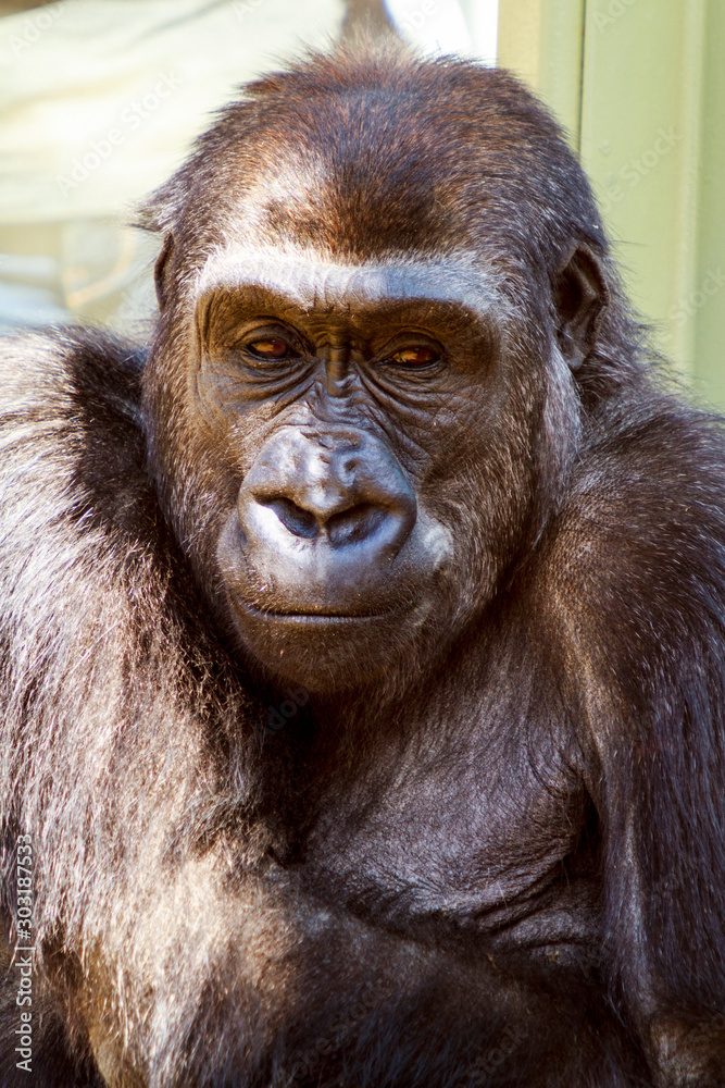 Obraz premium Adolescent low land female gorilla