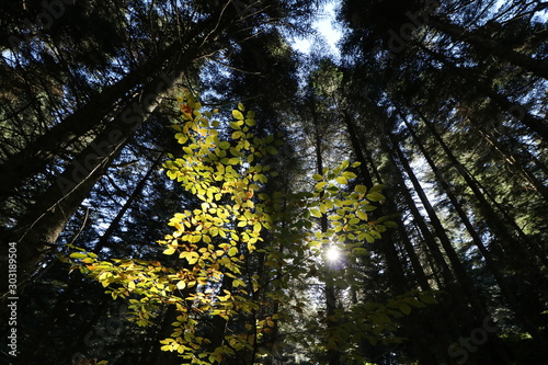 sun shining through trees © Erol