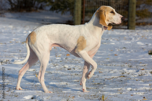 A white porcelaine hound dog in the late afternoon sun after a fall snowfall.