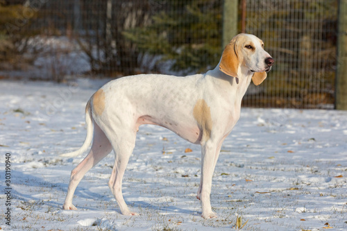 A white porcelaine hound dog in the late afternoon sun after a fall snowfall.