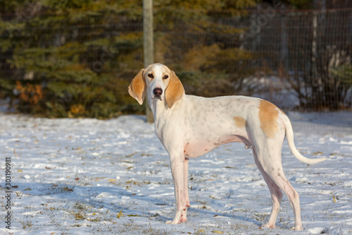 A white porcelaine hound dog in the late afternoon sun after a fall snowfall.