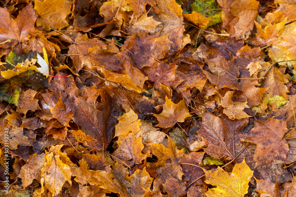 autumn leaves on the ground autumn leaves on the ground