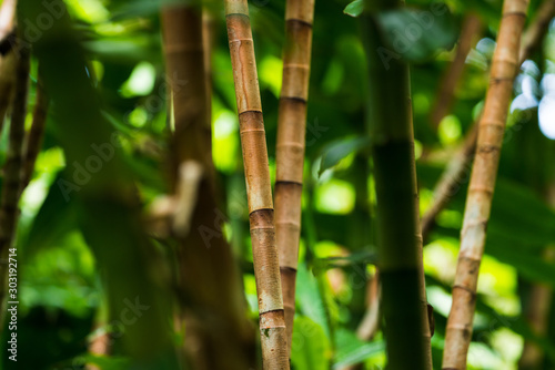 Detail of green bamboo forest